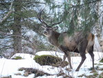 Hjortebukk ble plystret på..