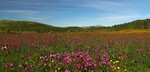 Blomstrende seterlandskap