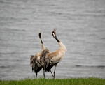 Cranes