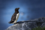 Razorbills On The Edge