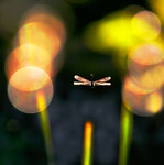 Libelle.