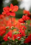 Red Beauty