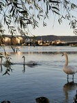 Natur i storbyen