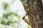 Grønnspett mating