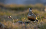 Sommerkveld på Valdresflye