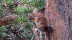 Ekornpus