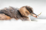Dvergdykker med fangst