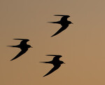 Flukt i solnedgang