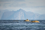 Havørn og Senja