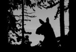 Elg i vinterskog