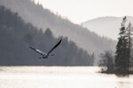 Crane 2