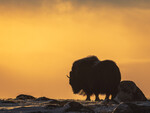 Moskus i solnedgang