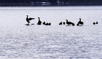 Forsanger på Mjøsa