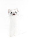 Røyskatt whiteout