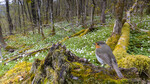 Rødstrupe i vårskog