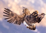 Fight or Flight