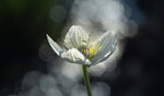Lererblomst 