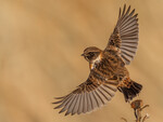 Svartstrupe takeoff