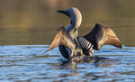 Storlom strekker vingene
