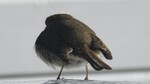 Rødstrupe