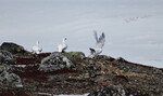 Fjellryper