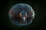 Like a Ghost From The Underworld, The Horned Grebe Silent Approach. 