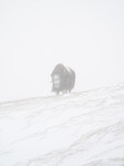 Moskus i whiteout