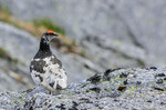 Fjellrypestegg