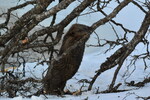 Bever 