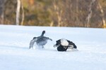 Orrhaner som sloss