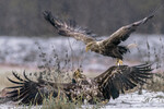 Gammel Havoern straffer ungoern