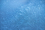 Frost