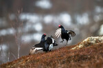 Orrhanekamp i fjellet