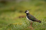 Lapwing - Monitoring  The Cultural Landscape