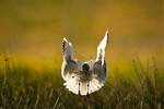 Black-Headed Gull - Prepare The Nesting Season