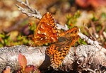 Myrperlemorvingenes aftenkos