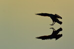 Speilbilde 