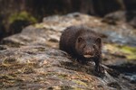 Mink