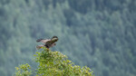 Musvåk landing