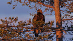 Kongeørn i aftensol