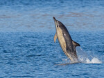 Delfin
