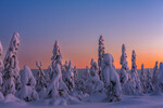 Januarkveld i nordmarka