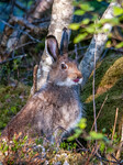 Hare mellom vinter og sommer