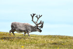 Svalbardrein, gammel bukk ved Alkehornet Svalbard 2020, Nikon D850, f. 7.1, 1/640 sec, iso 500