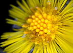 Blomst i blomsten