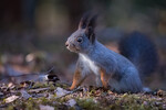 Hunting higt and low