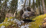 Romantikk i haukeskogen