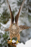 Take-off