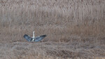 Hegre landing