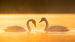 Gyllen romanse